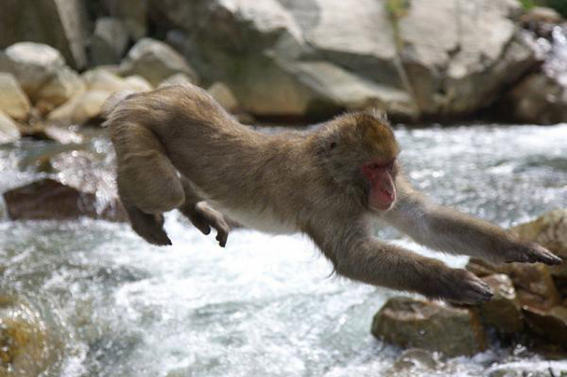 Flying monkey. Летающая обезьяна. Обезьяна парит. Обезьяна летит. Летучие обезьяны.