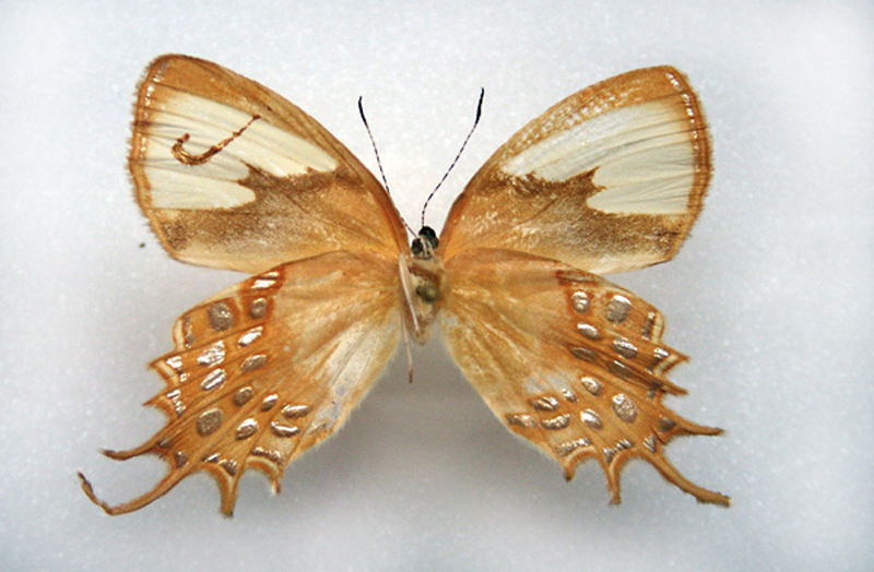 Социальная бабочка. Бабочка новая жизнь. Жизнь бабочек Штандфусс. Бабочки от Сары Ковентри.