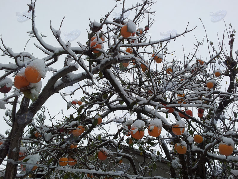 Хурма зимой. Плодовитые дерево хурма. Хурма мушмуловидная цветет. Хурма в Абхазии сады. Мандариновое дерево зимой.