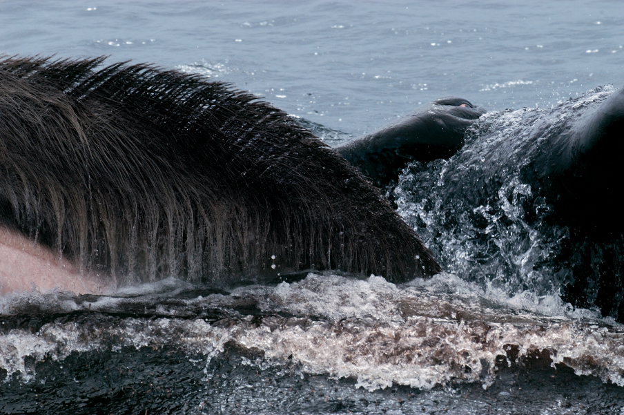 Зубами по шерсти. Китовый ус горбатого кита. Китовый ус синего кита. Шерсть у китообразных. Усы кита.