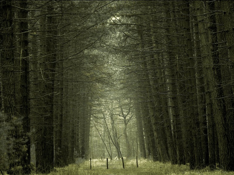 Мистические леса, сказочный мир - ФОТОСЕССИЯ
