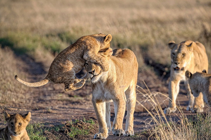 25 лучших фотографий National Geographic 2015 - ФОТОСЕССИЯ