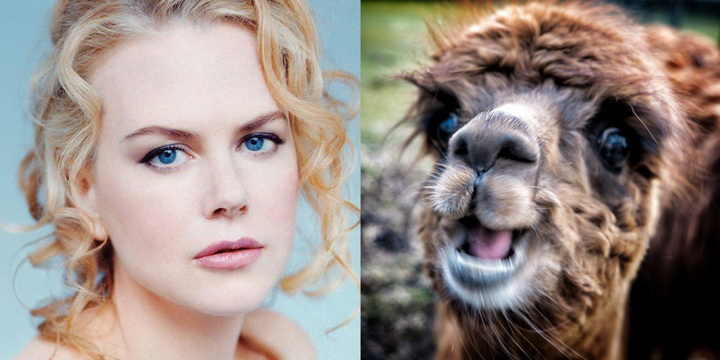 Фотографии знаменитостей, природы, животных, автомобилей