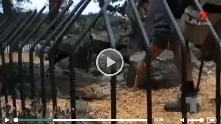 Ужасный случай в зоопарке: Крокодил укусил руку смотрящего - ВИДЕО