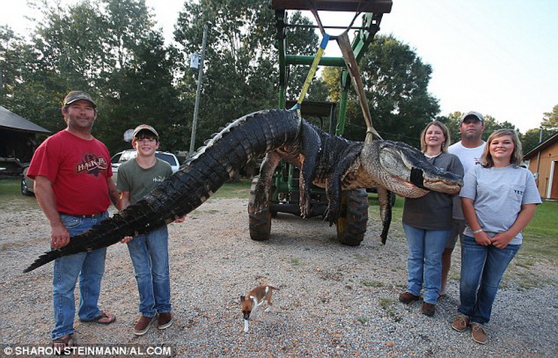 В США семья поймала самого крупного аллигатора в мире - ФОТО