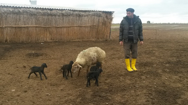 В Барде овца стала матерью-героиней - ФОТО