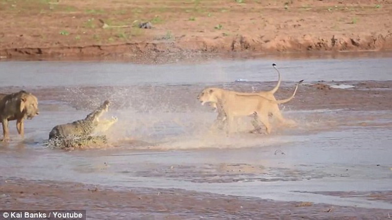 Крокодил vs львы: сумасшедшая битва диких животных - ФОТО - ВИДЕО