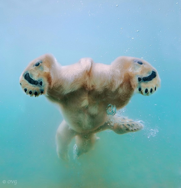 Умилительные фото полярных медведей под водой - ФОТОСЕССИЯ