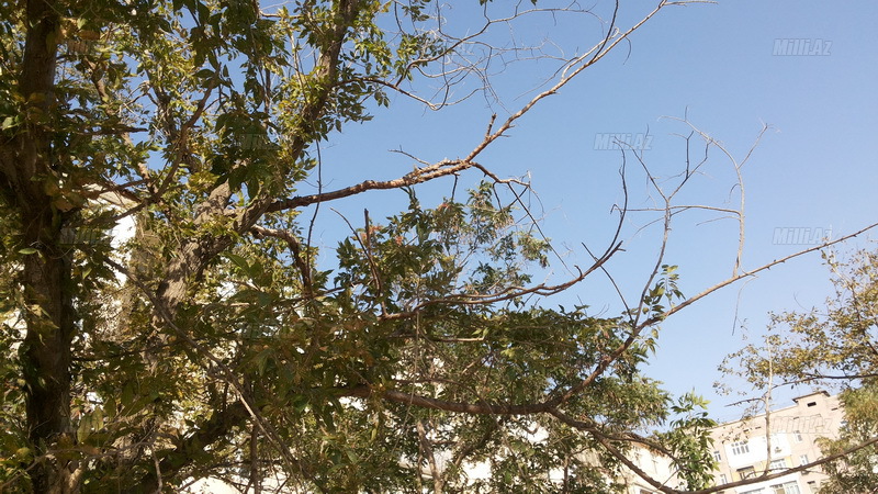 Sumqayıtda ekologiyaya divan tutan canlılarla bağlı rəsmi açıqlama - FOTO