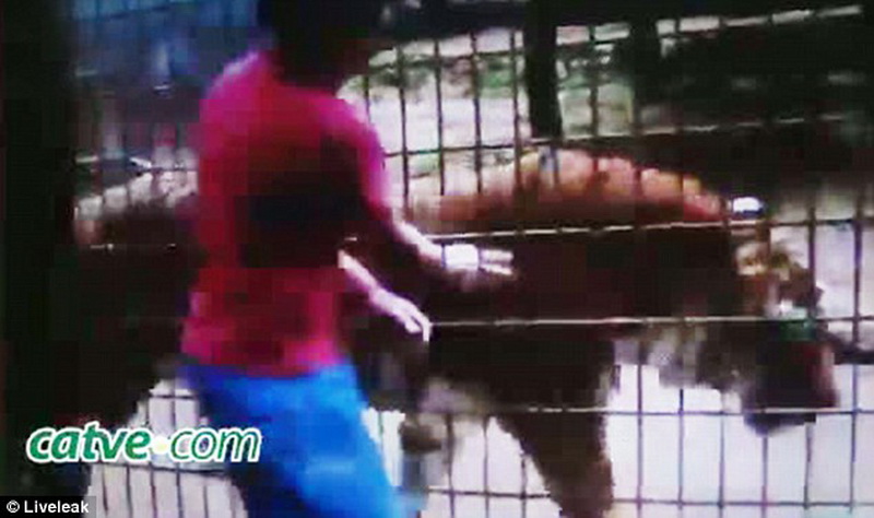 В бразильском зоопарке тигр оторвал руку подростку - ФОТО - ВИДЕО