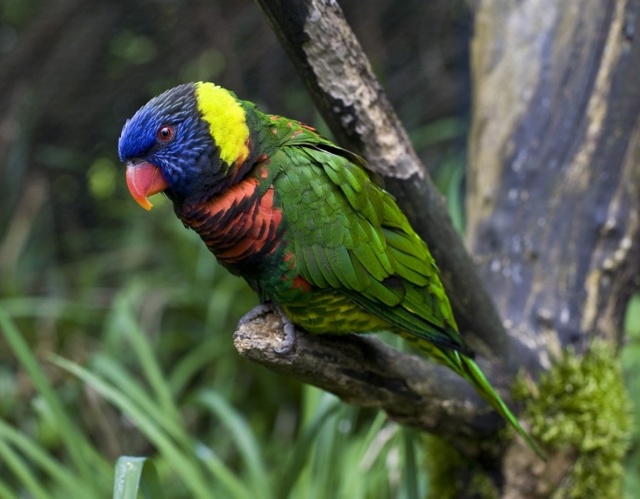 Топ-10 самых красивых птиц в мире - ФОТО
