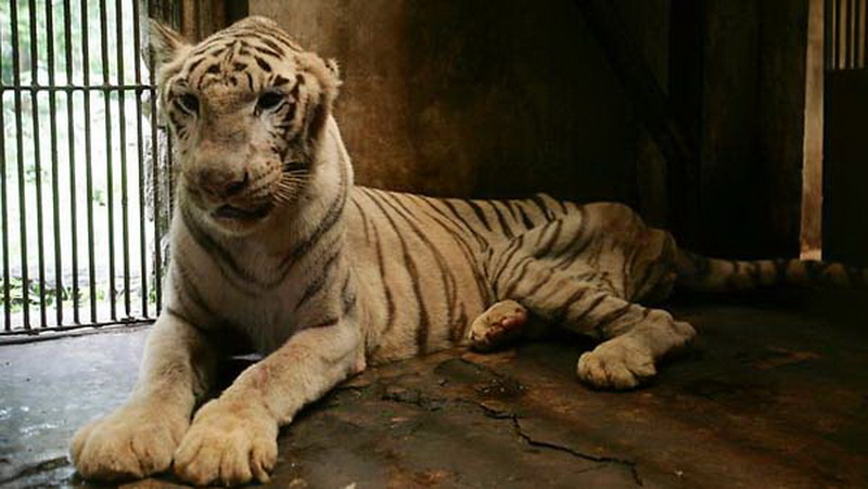 Не для слабонервных: зоопарк, который является адом животных - ФОТО