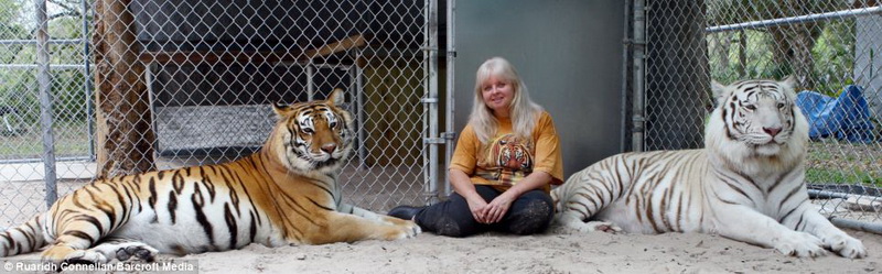 Без страха: женщина засыпает и просыпается в объятиях тигров - ФОТО