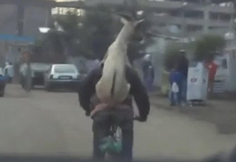 Забавные кадры: велосипедист проехался с козой на спине - ФОТО - ВИДЕО