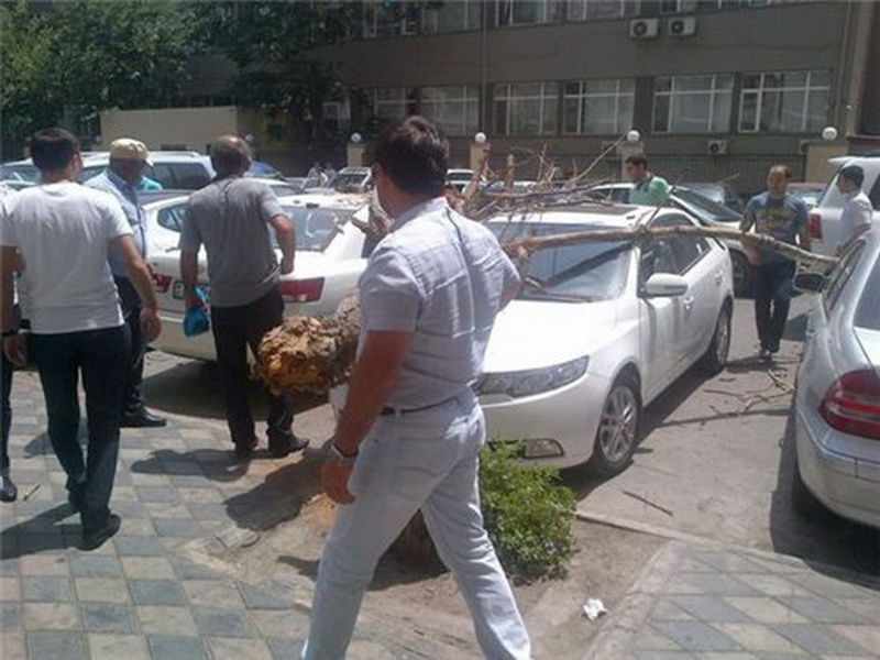 В Баку дерево рухнуло на припаркованные машины - ФОТО
