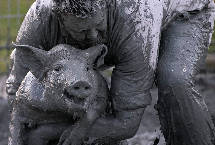 Конкурс грязной свиньи в Канаде - ФОТО