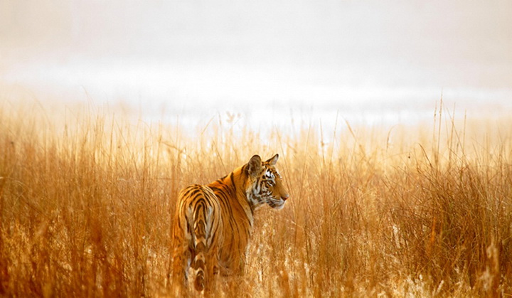 25 лучших фотографий National Geographic 2015 - ФОТОСЕССИЯ