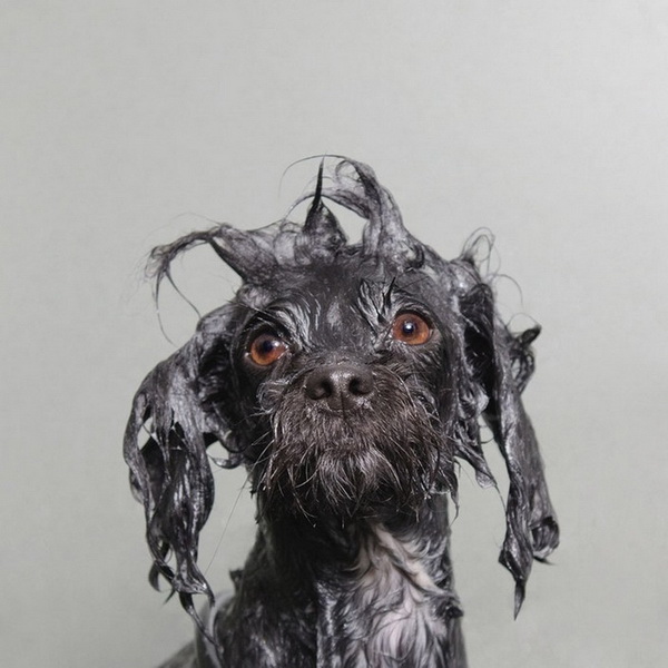 Собаки во время купания - ФОТОСЕССИЯ