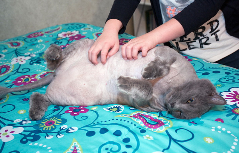 Толстый кот Король Лев: миссия - похудеть - ФОТОСЕССИЯ