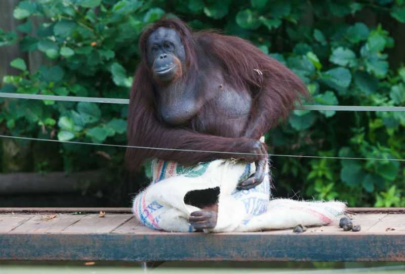 Самка орангутанга из зоопарка сама сделала себе “платье” - ФОТОСЕССИЯ
