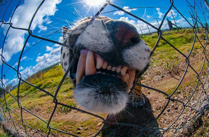 25 лучших фотографий National Geographic 2015 - ФОТОСЕССИЯ