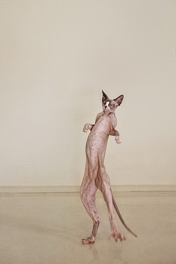 Чудесные кошки-сфинксы на фотографиях Серены Ходсон - ФОТОСЕССИЯ