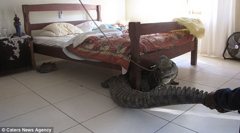 Сюрприз на утро: мужчина проспал с крокодилом всю ночь - ФОТО