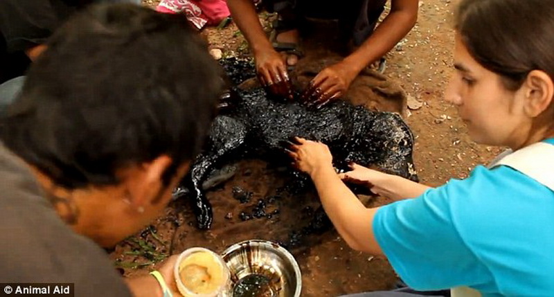 В Индии 2 дня спасали окаменевшую собаку - ФОТО - ВИДЕО