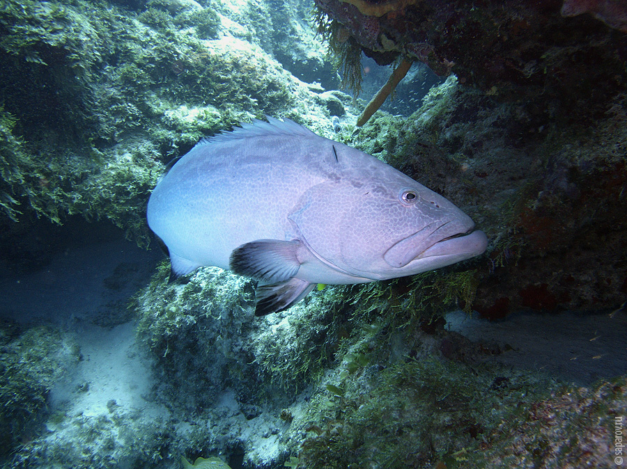 Escort Cozumel