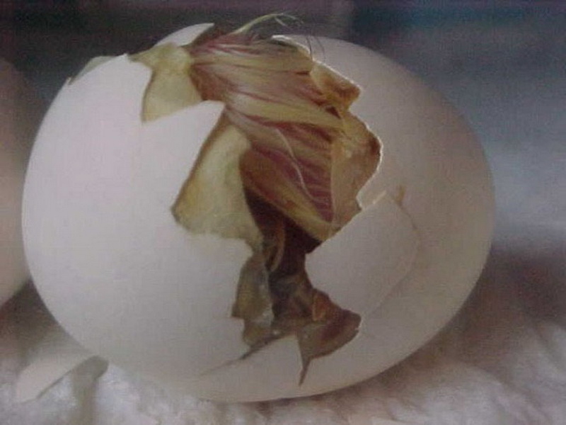 Фото развития цыпленка. Яйцо цыпленок. Формирование птенца в яйце курицы. Вылупляется из яйца.