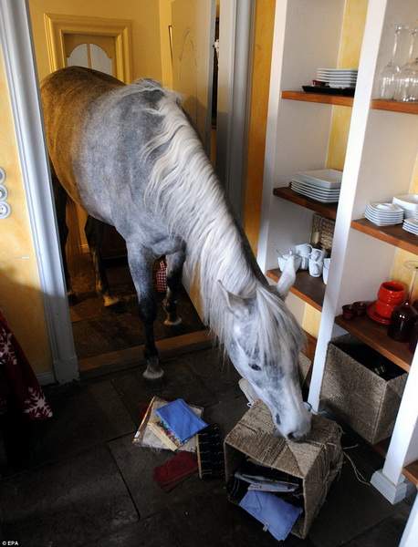 В Германии женщина живет в одном доме с лошадью - ФОТО