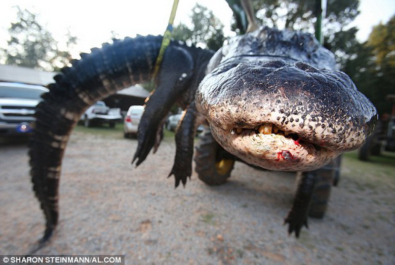 В США семья поймала самого крупного аллигатора в мире - ФОТО