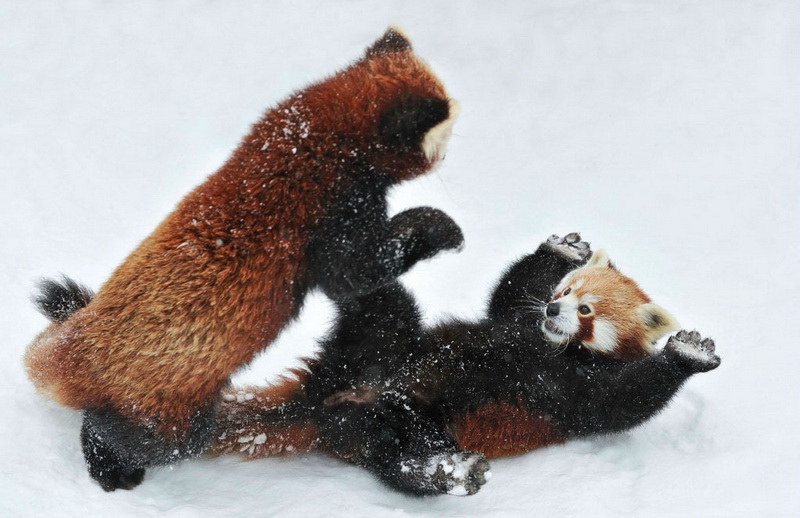 Милые и забавные: игры двух малых панд - ФОТОСЕССИЯ