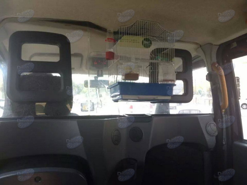 Водитель "лондонского" такси предлагает прогулку с попугаем - ФОТО