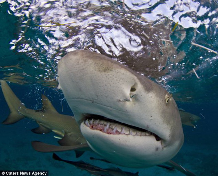Тигровая акула опасна для человека. Бычья акула самая опасная акула в мире. Акула бык. Тупорылая акула. Тигровая акула самая опасная для человека.