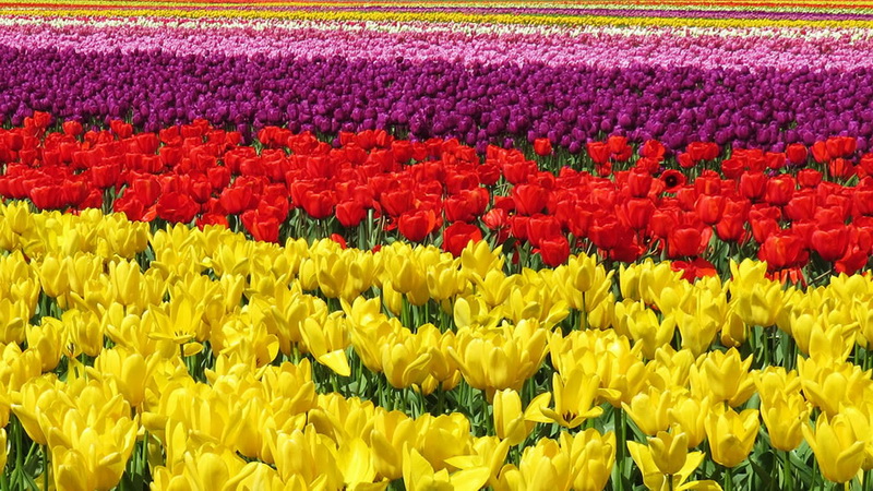 Самые яркие тюльпаны со всего света - ФОТОСЕССИЯ
