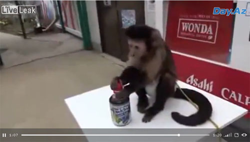 Забавная обезьяна ухаживает за собой - ВИДЕО
