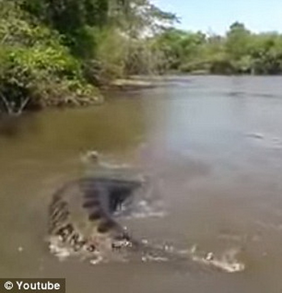 В Бразилии рыбак поиздевался над гигантской анакондой - ФОТО - ВИДЕО