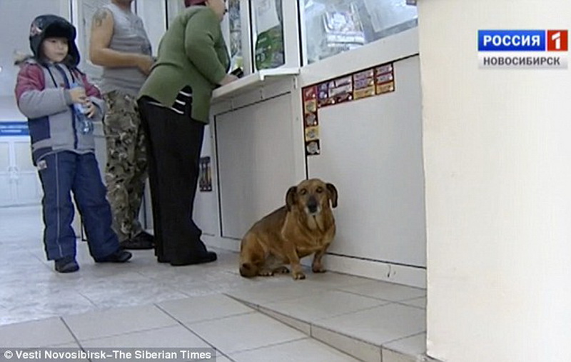 Собака целый год ждет в больнице умершего хозяина - ФОТО