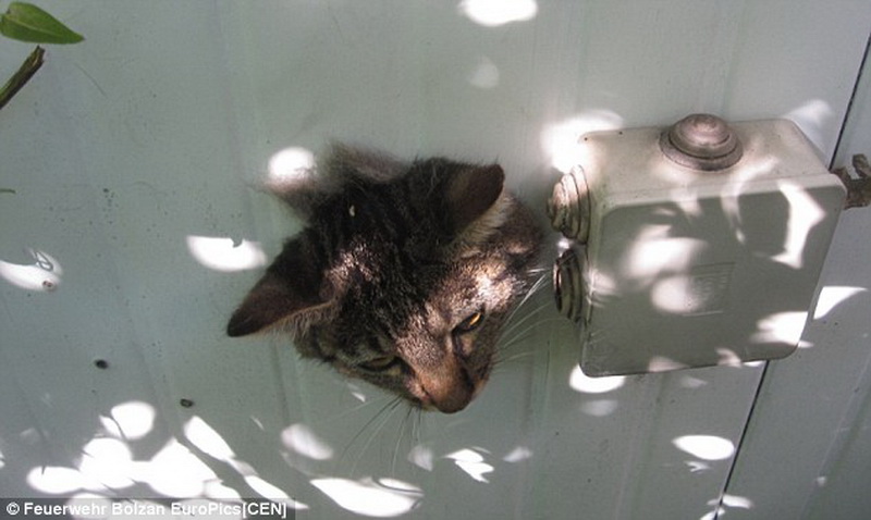 Кошка застряла. Дырка в стене для кота. Кошачья голова застряла.