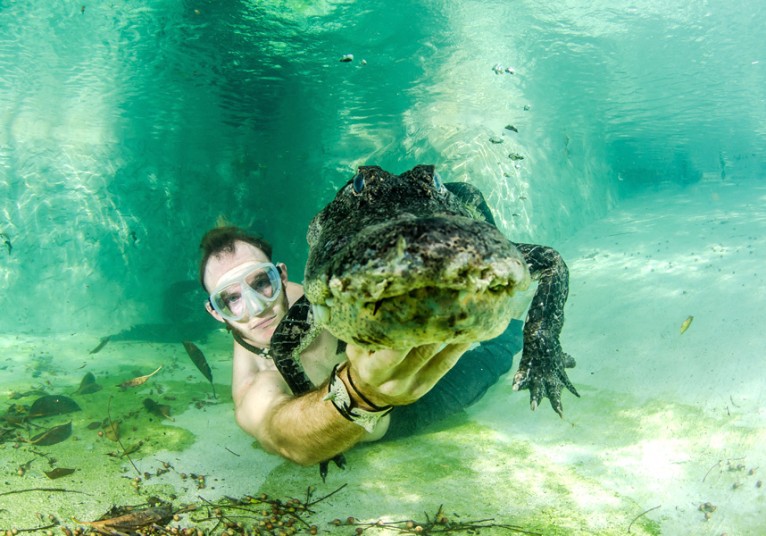 Отважный персонал плавает с аллигаторами - ФОТОСЕССИЯ