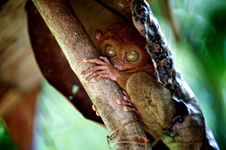 25 лучших фотографий National Geographic 2015 - ФОТОСЕССИЯ