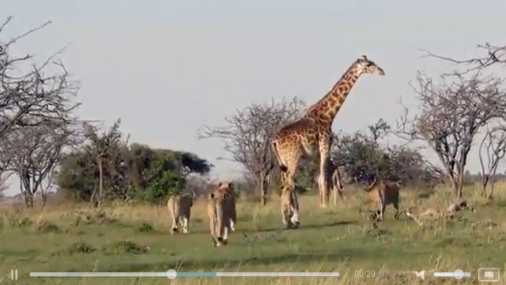 Отважная самка жирафа защищает потомство от львов - ВИДЕО