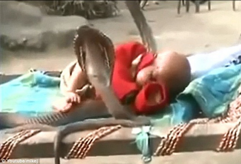 В Индии младенца оставили спать в окружении кобр - ФОТО