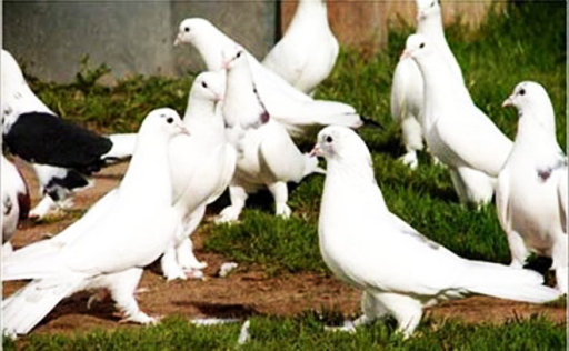 Уникальные голуби - "бакинцы": интересные факты - ФОТО