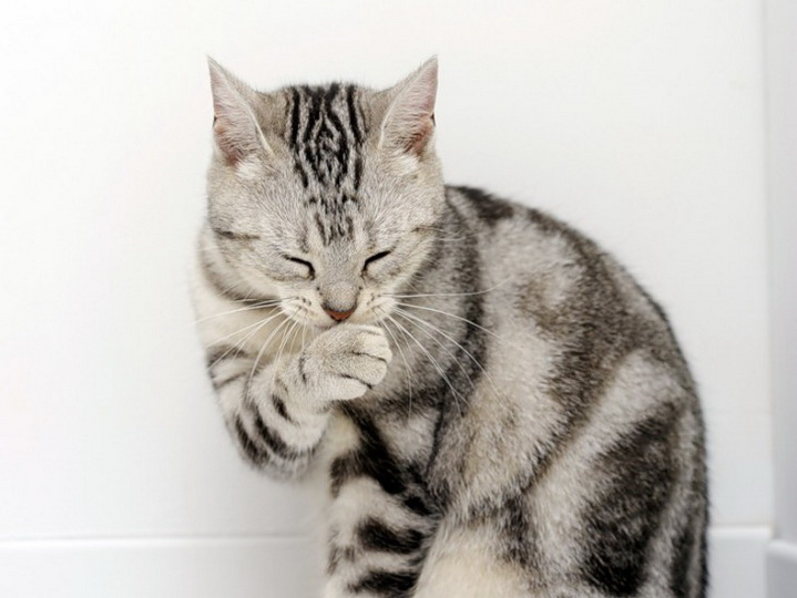 10 самых глупых мифов о кошках - ФОТО