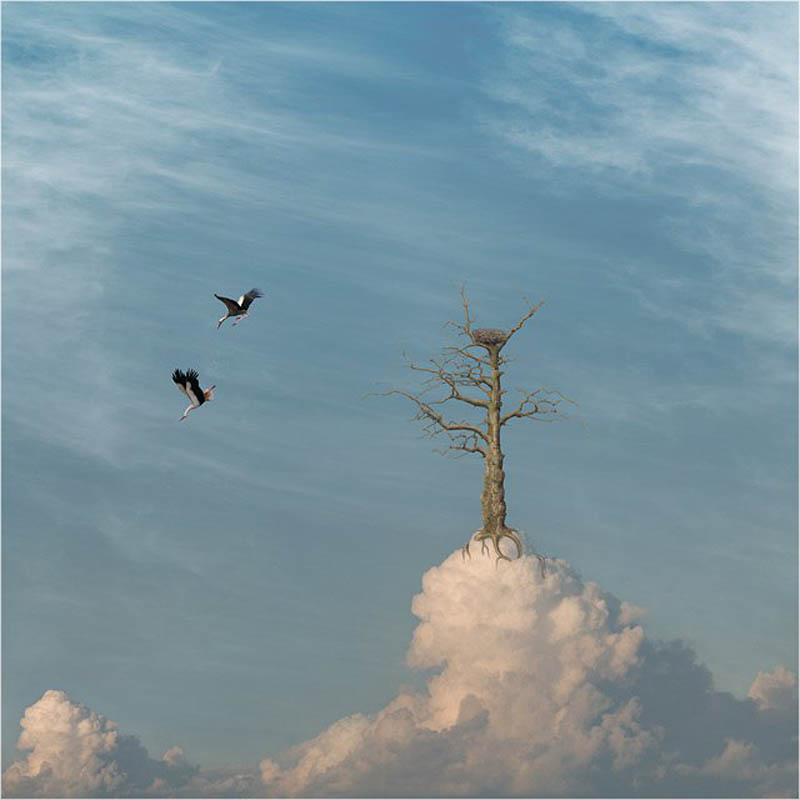 Деревья небо солнце. Густые тучи. Дерево до небес. Небо и кроны деревьев. Деревья выше облаков.