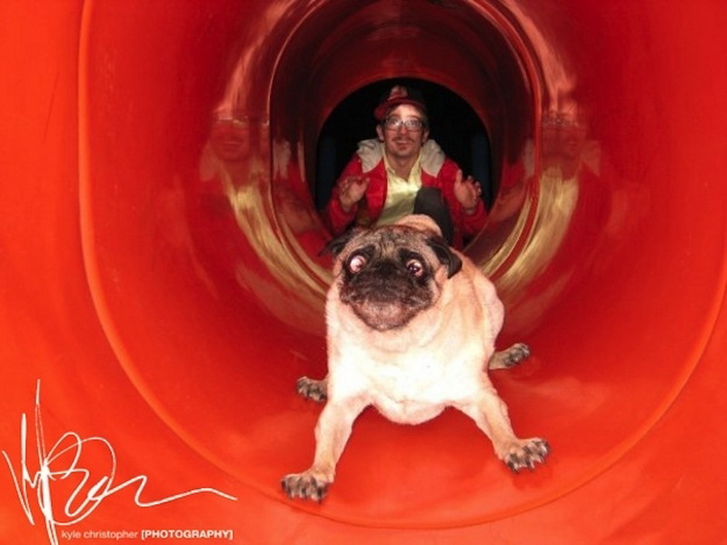 Собачий позитив: самые забавные снимки четвероногих - ФОТО