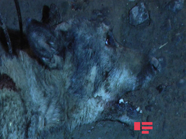 В Агдамском районе волк напал на частный дом - ФОТО