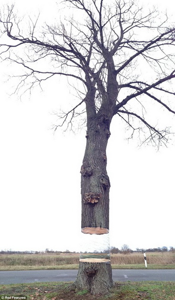 Оптическая иллюзия: дерево, витающее в воздухе - ФОТО
